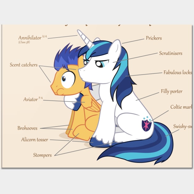 Pony Anatomy - Male Equine Wall Art by judacris